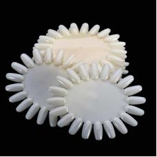  Палітра ромашка молочна